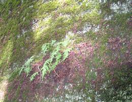 Moss and ferns