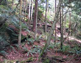 Wilderness trail