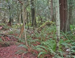 Winlerness trail and ferns