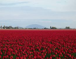 More Tulips